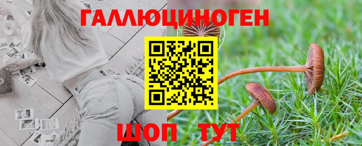 Псилоцибиновые грибы мицелий  Новоалександровск  Галлюциногенные грибы Cubensis 